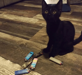 Illustration de l'article : 17 chats rebelles qui ne reconnaissent qu'une seule loi, la leur