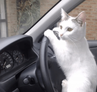 Illustration de l'article : 17 chats rebelles qui ne reconnaissent qu'une seule loi, la leur