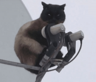 Illustration de l'article : 17 chats rebelles qui ne reconnaissent qu'une seule loi, la leur