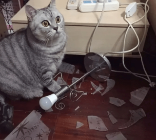 Illustration de l'article : 17 chats rebelles qui ne reconnaissent qu'une seule loi, la leur