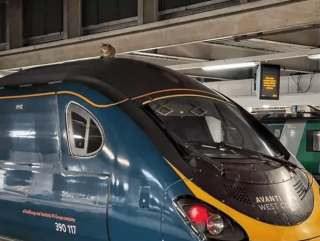 Illustration de l'article : 17 chats rebelles qui ne reconnaissent qu'une seule loi, la leur