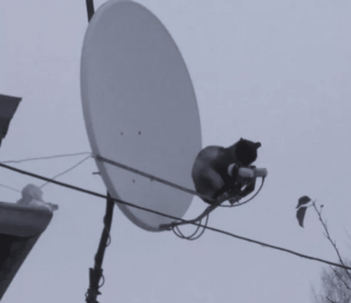 Illustration de l'article : 17 chats rebelles qui ne reconnaissent qu'une seule loi, la leur