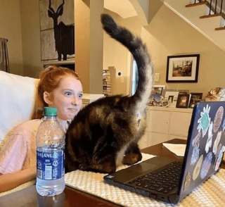 Illustration de l'article : 17 chats rebelles qui ne reconnaissent qu'une seule loi, la leur