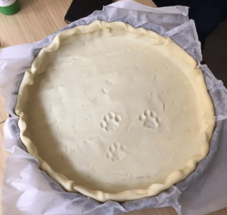 Illustration de l'article : 17 chats rebelles qui ne reconnaissent qu'une seule loi, la leur