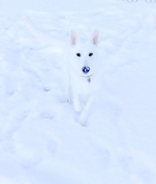 Illustration de l'article : 10 photos de chiens et de chats qui ont assurément été des caméléons dans une autre vie