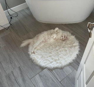 Illustration de l'article : 10 photos de chiens et de chats qui ont assurément été des caméléons dans une autre vie