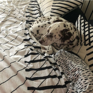 Illustration de l'article : 10 photos de chiens et de chats qui ont assurément été des caméléons dans une autre vie