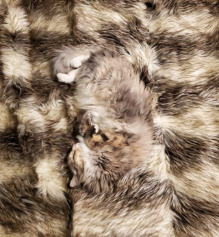 Illustration de l'article : 10 photos de chiens et de chats qui ont assurément été des caméléons dans une autre vie
