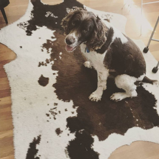 Illustration de l'article : 10 photos de chiens et de chats qui ont assurément été des caméléons dans une autre vie
