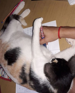 Illustration de l'article : 16 photos de chiens et de chats qui ne manquent pas d'atouts charme et qui le savent pertinemment