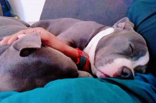 Illustration de l'article : 16 photos de chiens et de chats qui ne manquent pas d'atouts charme et qui le savent pertinemment