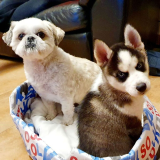 Illustration de l'article : 16 photos de chiens et de chats qui ne manquent pas d'atouts charme et qui le savent pertinemment