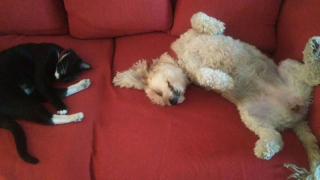 Illustration de l'article : 16 photos de chiens et de chats qui ne manquent pas d'atouts charme et qui le savent pertinemment