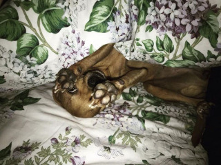 Illustration de l'article : 16 photos de chiens et de chats qui ne manquent pas d'atouts charme et qui le savent pertinemment