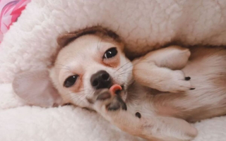 Illustration de l'article : 16 photos de chiens et de chats qui ne manquent pas d'atouts charme et qui le savent pertinemment