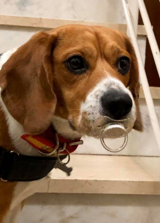 Illustration de l'article : 16 photos de chiens et de chats qui ne manquent pas d'atouts charme et qui le savent pertinemment