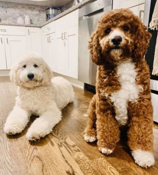 Illustration de l'article : 16 photos de chiens et de chats qui ne manquent pas d'atouts charme et qui le savent pertinemment