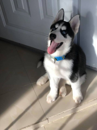 Illustration de l'article : 16 photos de chiens et de chats qui ne manquent pas d'atouts charme et qui le savent pertinemment