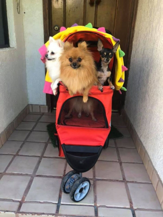 Illustration de l'article : 16 photos de chiens et de chats qui ne manquent pas d'atouts charme et qui le savent pertinemment