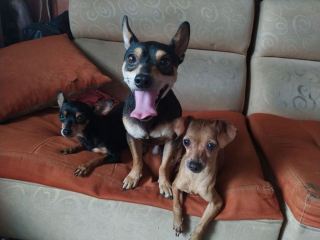 Illustration de l'article : 16 photos de chiens et de chats qui ne manquent pas d'atouts charme et qui le savent pertinemment