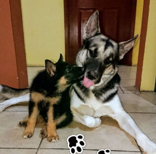 Illustration de l'article : 16 photos de chiens et de chats qui ne manquent pas d'atouts charme et qui le savent pertinemment