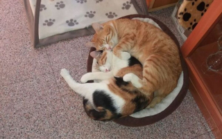 Illustration de l'article : 16 photos de chiens et de chats qui ne manquent pas d'atouts charme et qui le savent pertinemment