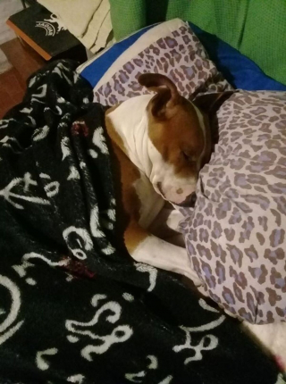 Illustration de l'article : 16 photos de chiens et de chats qui ne manquent pas d'atouts charme et qui le savent pertinemment