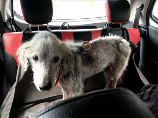 Illustration de l'article : 12 photos racontant la touchante et incroyable transformation de Bobby, un chien victime de négligence