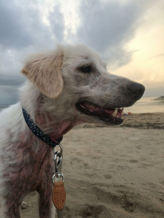 Illustration de l'article : 12 photos racontant la touchante et incroyable transformation de Bobby, un chien victime de négligence