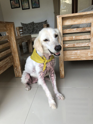 Illustration de l'article : 12 photos racontant la touchante et incroyable transformation de Bobby, un chien victime de négligence