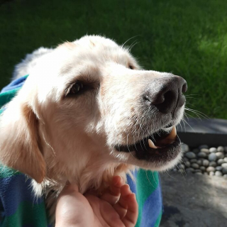 Illustration de l'article : 12 photos racontant la touchante et incroyable transformation de Bobby, un chien victime de négligence