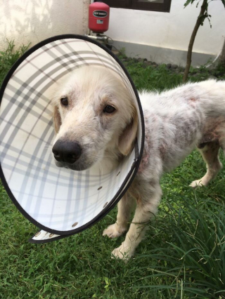 Illustration de l'article : 12 photos racontant la touchante et incroyable transformation de Bobby, un chien victime de négligence