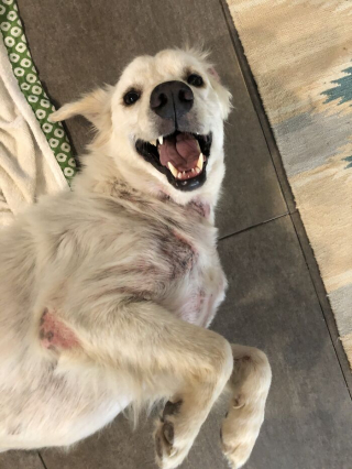Illustration de l'article : 12 photos racontant la touchante et incroyable transformation de Bobby, un chien victime de négligence