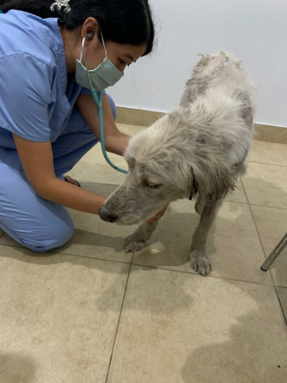 Illustration de l'article : 12 photos racontant la touchante et incroyable transformation de Bobby, un chien victime de négligence
