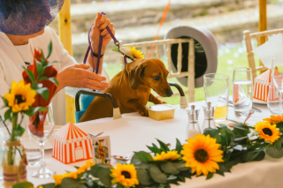 Illustration de l'article : Ce Teckel va jouer un rôle important le jour du mariage de ses maîtres