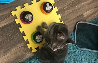 Illustration de l'article :  À l’aide d’un tapis spécial, une femme trouve le moyen de communiquer avec les chats craintifs qu’elle recueille