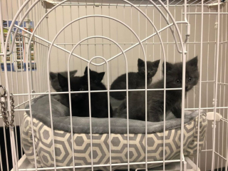 Illustration de l'article : Un refuge est obligé d’intervenir après qu’un couple se soit laissé envahir par des centaines de chats