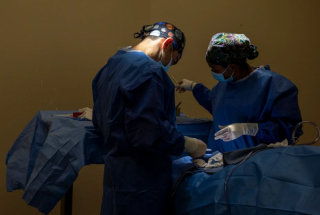 Illustration de l'article : Un chiot naît avec 6 pattes et plusieurs organes supplémentaires, mais il se bat pour sa survie