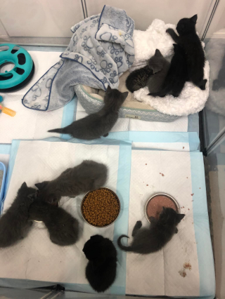 Illustration de l'article : Un refuge est obligé d’intervenir après qu’un couple se soit laissé envahir par des centaines de chats