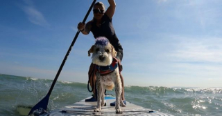 Illustration de l'article : 8 chiens symbolisant à merveille l'héroïsme dont ces créatures peuvent faire preuve au quotidien