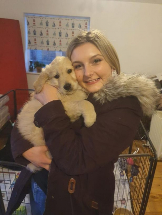 Illustration de l'article : 8 chiens symbolisant à merveille l'héroïsme dont ces créatures peuvent faire preuve au quotidien