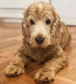 Illustration de l'article : Pas un matin ne passe sans que ce Cocker vienne s’allonger sur la tombe de sa meilleure amie (vidéo)