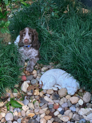 Illustration de l'article : Pas un matin ne passe sans que ce Cocker vienne s’allonger sur la tombe de sa meilleure amie (vidéo)