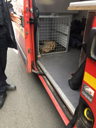 Illustration de l'article : Un félin rôde et inquiète les habitants de Tourcoing : la propriétaire de l’animal a été identifiée