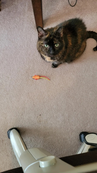 Illustration de l'article : Une chatte amène chaque jour un nouveau cadeau à son maître adoré