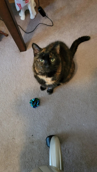 Illustration de l'article : Une chatte amène chaque jour un nouveau cadeau à son maître adoré