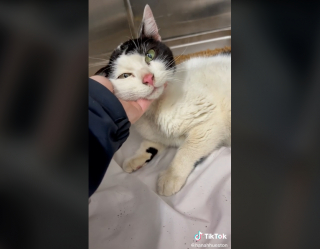 Illustration de l'article : Cette chatte, qui ne tenait plus sur ses pattes, reprend goût à la vie après avoir été sauvée de la rue