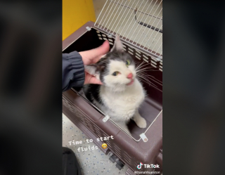 Illustration de l'article : Cette chatte, qui ne tenait plus sur ses pattes, reprend goût à la vie après avoir été sauvée de la rue