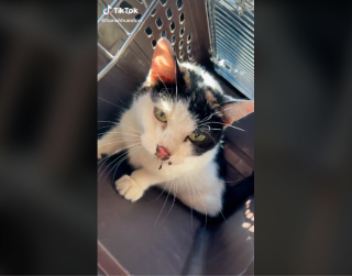 Illustration de l'article : Cette chatte, qui ne tenait plus sur ses pattes, reprend goût à la vie après avoir été sauvée de la rue