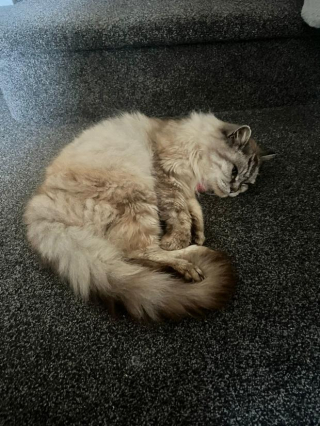 Illustration de l'article : Un chat retrouve sa propriétaire après avoir disparu pendant 10 ans !